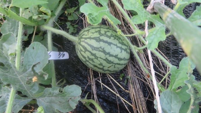 家庭菜園 赤玉葱収穫 小玉西瓜 やられてしまった・・・大玉トマト、サツマイモ、トウモロコシは?