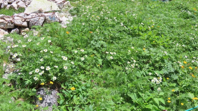 千畳敷から木曽駒ケ岳の植物その1