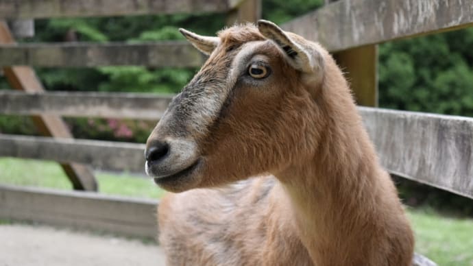 ヤギのモカとメェちゃんと仲間たち