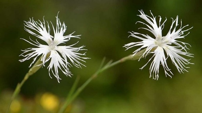 鉢植えの「白花クモイナデシコ」