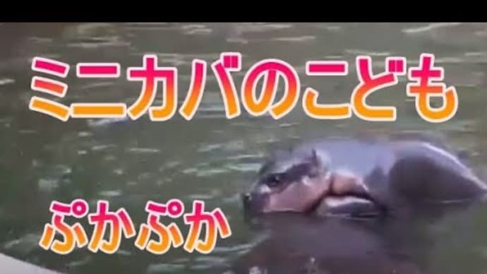 ぷかぷかミニカバの赤ちゃんをご覧ください。zoo 動物園