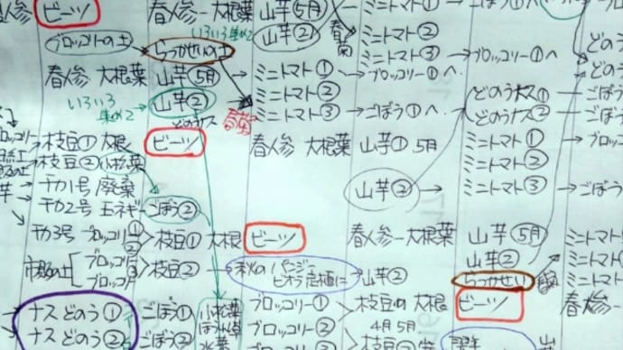 ビーツの栽培日記*種まき