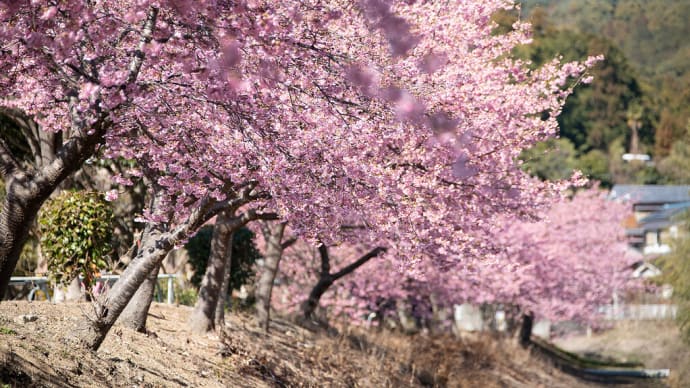 2023.2.22 山崎運動公園の河津桜(熊野市有馬町)