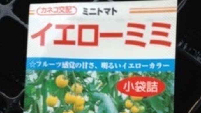 【こだわりの苗】フルーツミニトマトイエローとミディトマトが今朝収穫今年初露地栽培で…