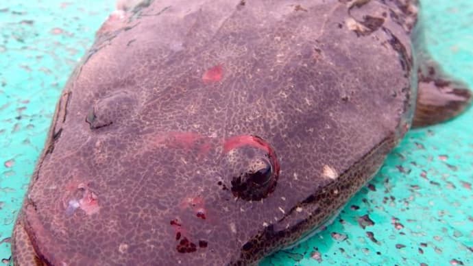 手ばね楽し かの海、大貫沖のマゴチ