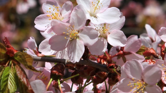 北海道の4月はまだまだ寒い、桜の開花はGWころ、一足先に写真で春の桜7-3