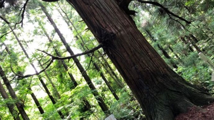 天狗杉(名久井岳登山道)