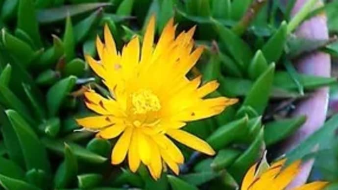 May, she will stay   ー庭の花ー  照波 サンジソウ