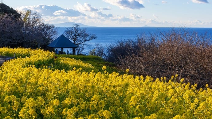 吾妻山公園の菜の花