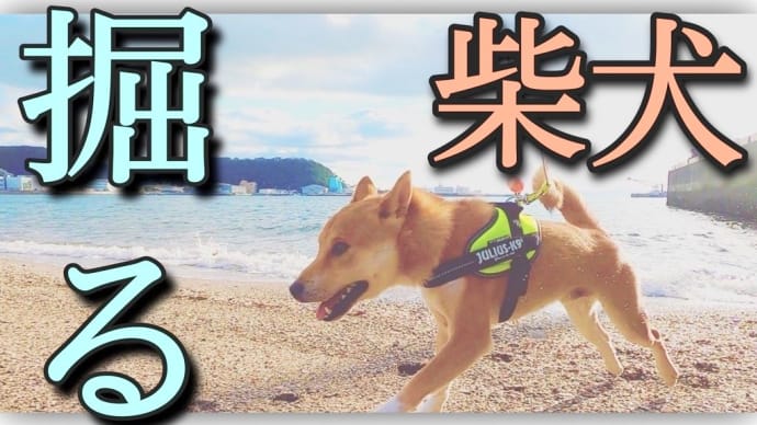 穴掘り大好き柴犬こむぎ 【朝んぽdiary】