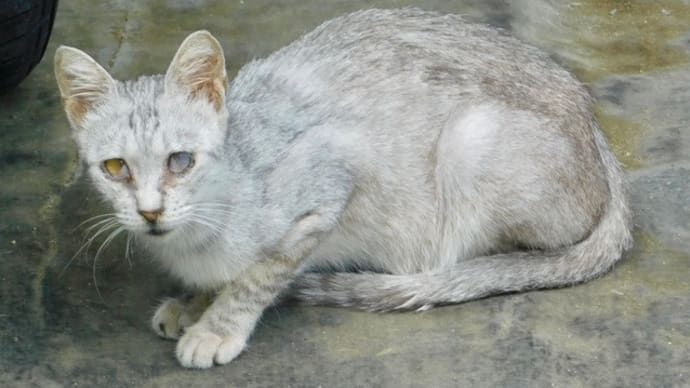 駐車場付近の猫たち