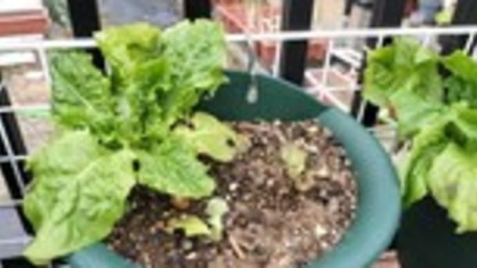 グリーンフェンスに追加で苗を植えました