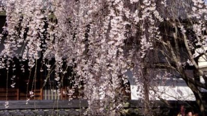 2024年 4月 1日(月)の京都市内(8)