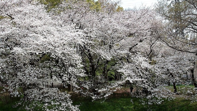 我が町の桜　野川の満開桜　ラスト