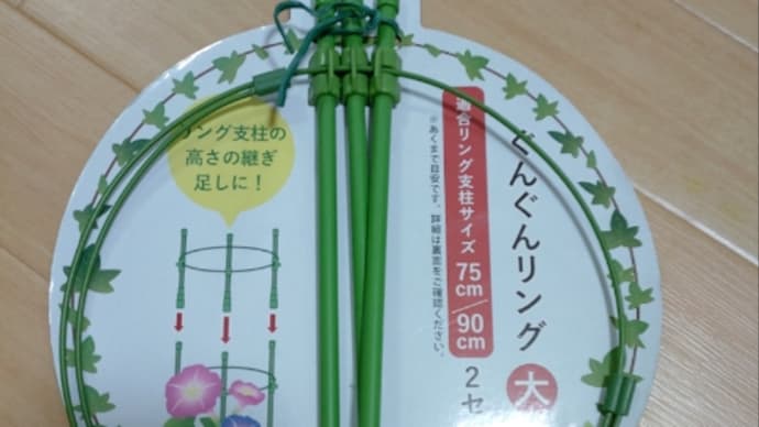実生のドラゴンフルーツ