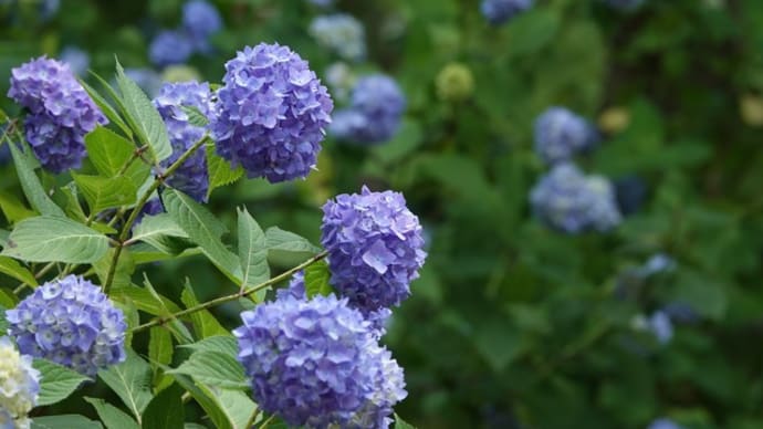 紫陽花 ~楽園は森のなか~