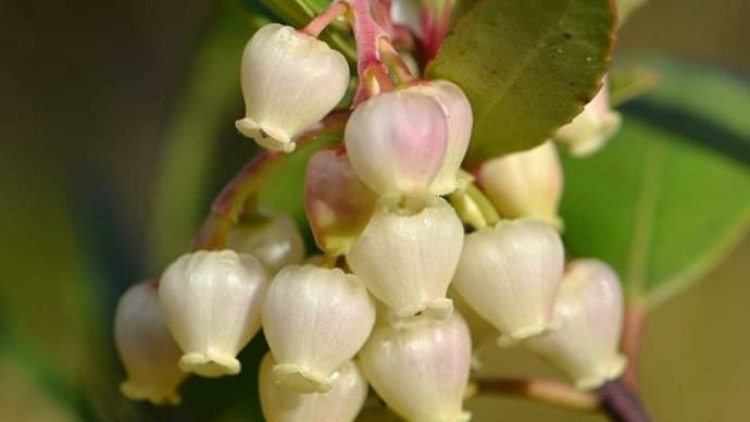 鉢植えの「ヒメイチゴノキ」 花と実