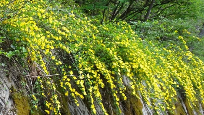 滝のように咲くヤマブキ
