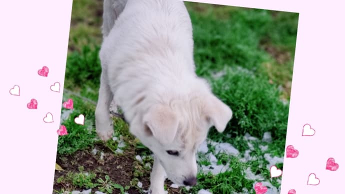 犬ポーは雪を見たら喜ぶのか!? & ピアノ♪