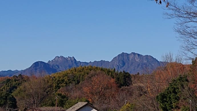 芍薬を植えました ♬Merry Christmas To You(Nat King Cole)