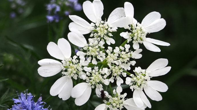 　E-M1 白 い 花