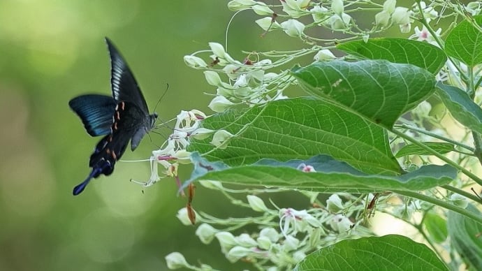 2024年 公園の虫さんたち! (50) 《 カラスアゲハさん、今季初撮りなのだ 》