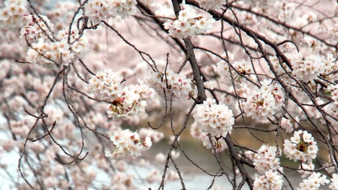 さ・く・ら・ぶ　🌸🌸 🌸 　