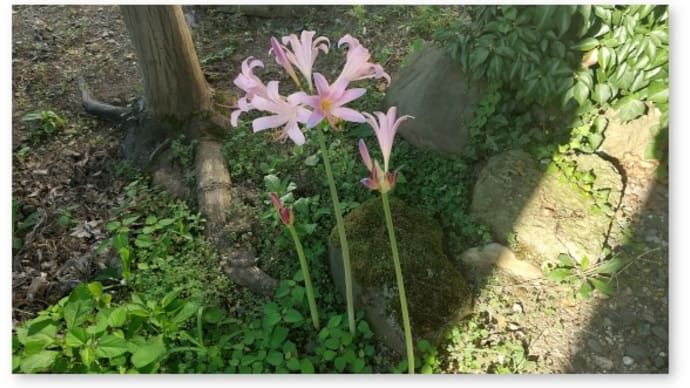 リコリスが咲いた