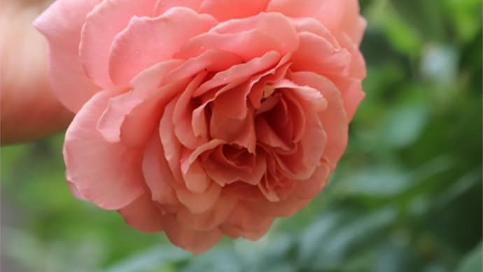 薔薇と百合と紫陽花*やっぱり会いたい