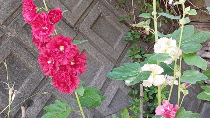 立ちあおいを種まきから育てています　ホリホック