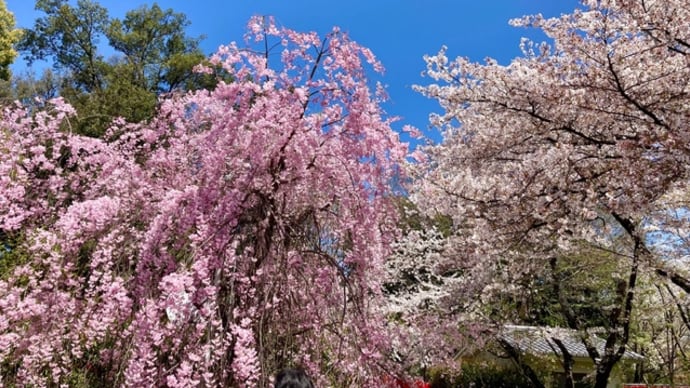 4月15日　京都の桜　