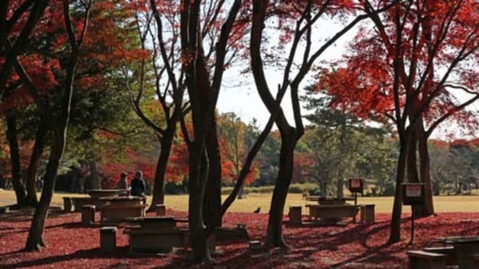 森林公園紅葉ウォーキング