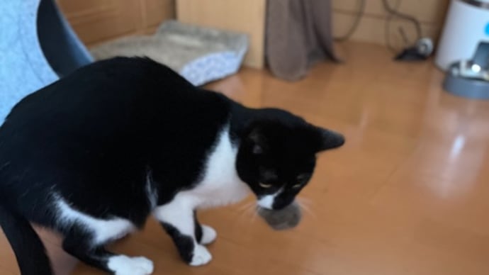 278. 毛玉ボール