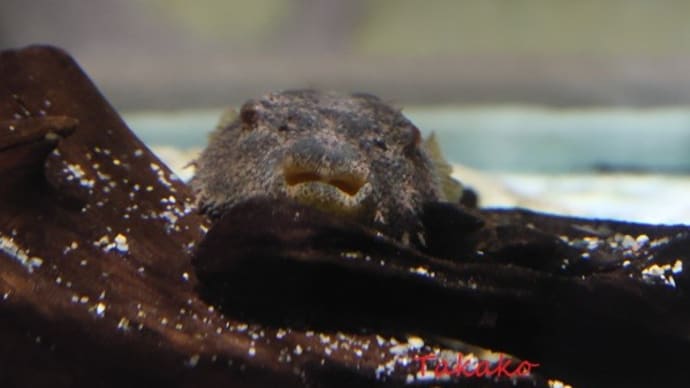 魚の顔面4 万博ミニネタ