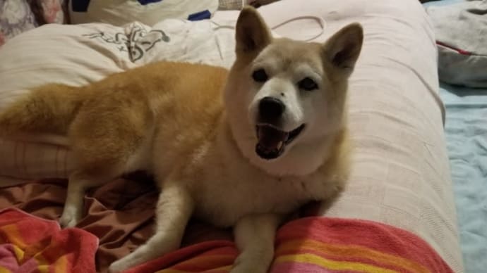 迷い犬その後④と、シャンプーしたクリン