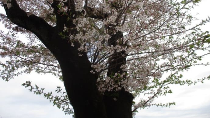 2020年4月5日　朝の富士森公園の桜の様子は。。。
