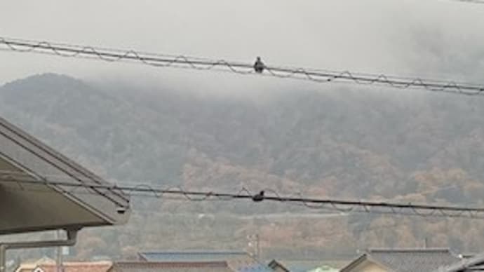 シロアリ防除の作業
