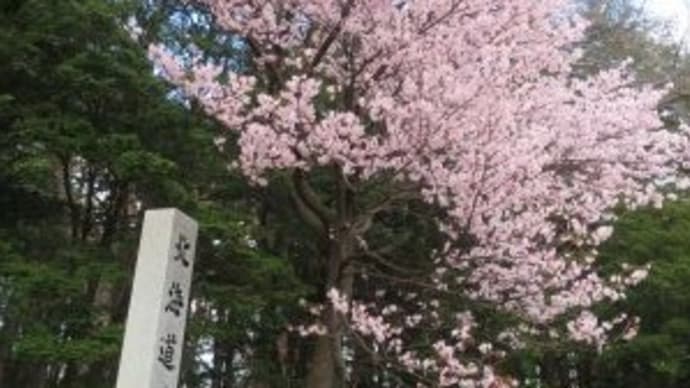札幌にいます(4日目)北海道神宮へ