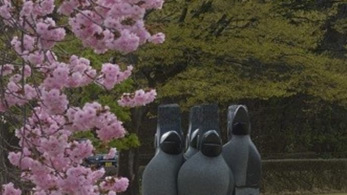 井川　国花苑桜