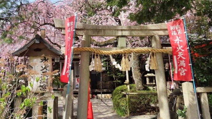 2025 春 水火天満宮 ピピチン桜の木の下にワープ