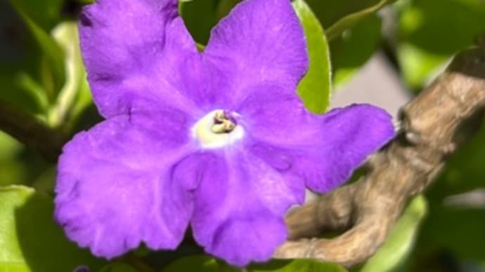 第一花房