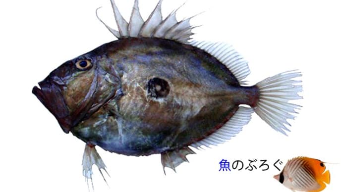 マトウダイ薄づくり