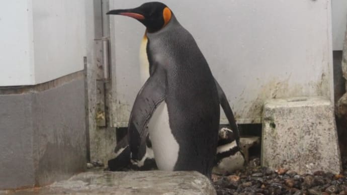 迷惑顔のペンギン