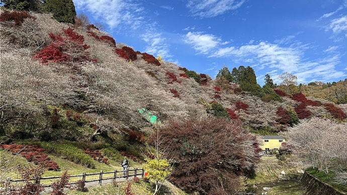 四季桜2023