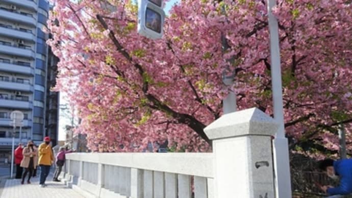 ２０２１年・一条戻橋の早咲き桜と晴明神社の運命鑑定　＠　京都妖怪探訪（７２９）