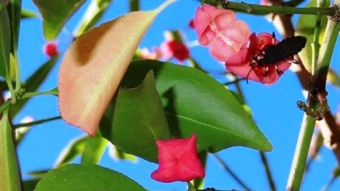 深井花のこみち