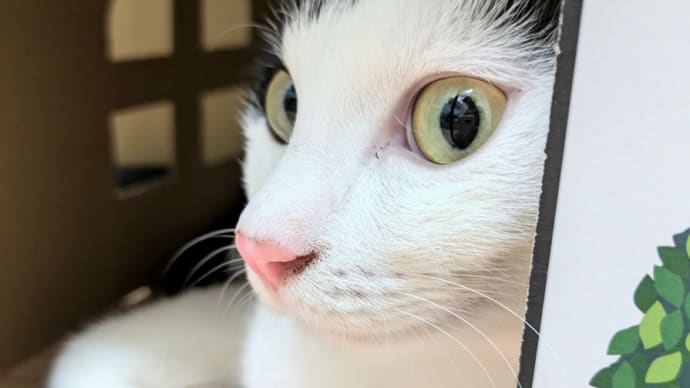 今日の3にゃん③