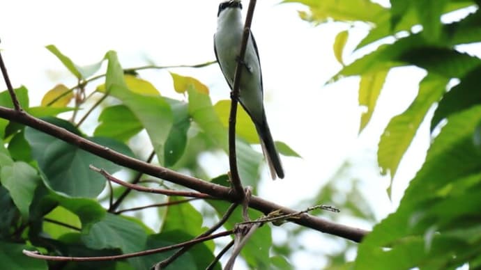 絶滅が危惧される野鳥と草花