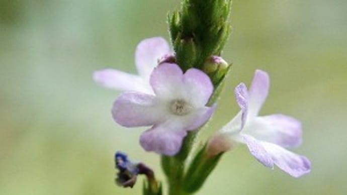 武蔵野ゾーンの花を~神代植物公園・植物多様性センター~