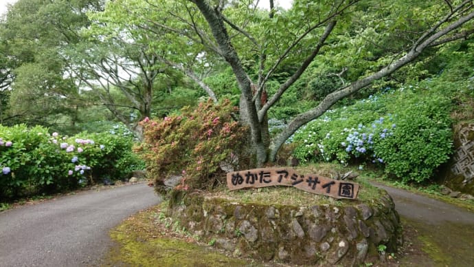大阪府民の森ぬかた園地の紫陽花その2